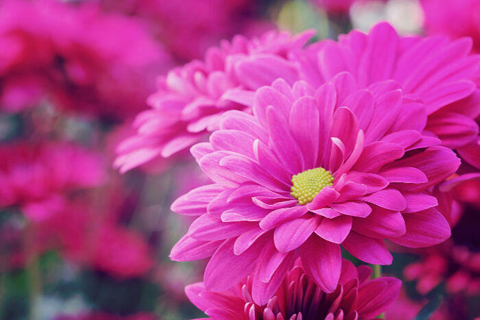 Pink Flowers Meaning - Flower Meaning